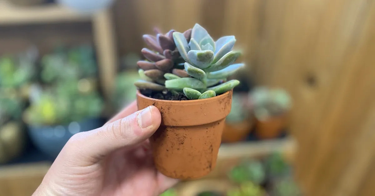 How Often To Water Small Succulents