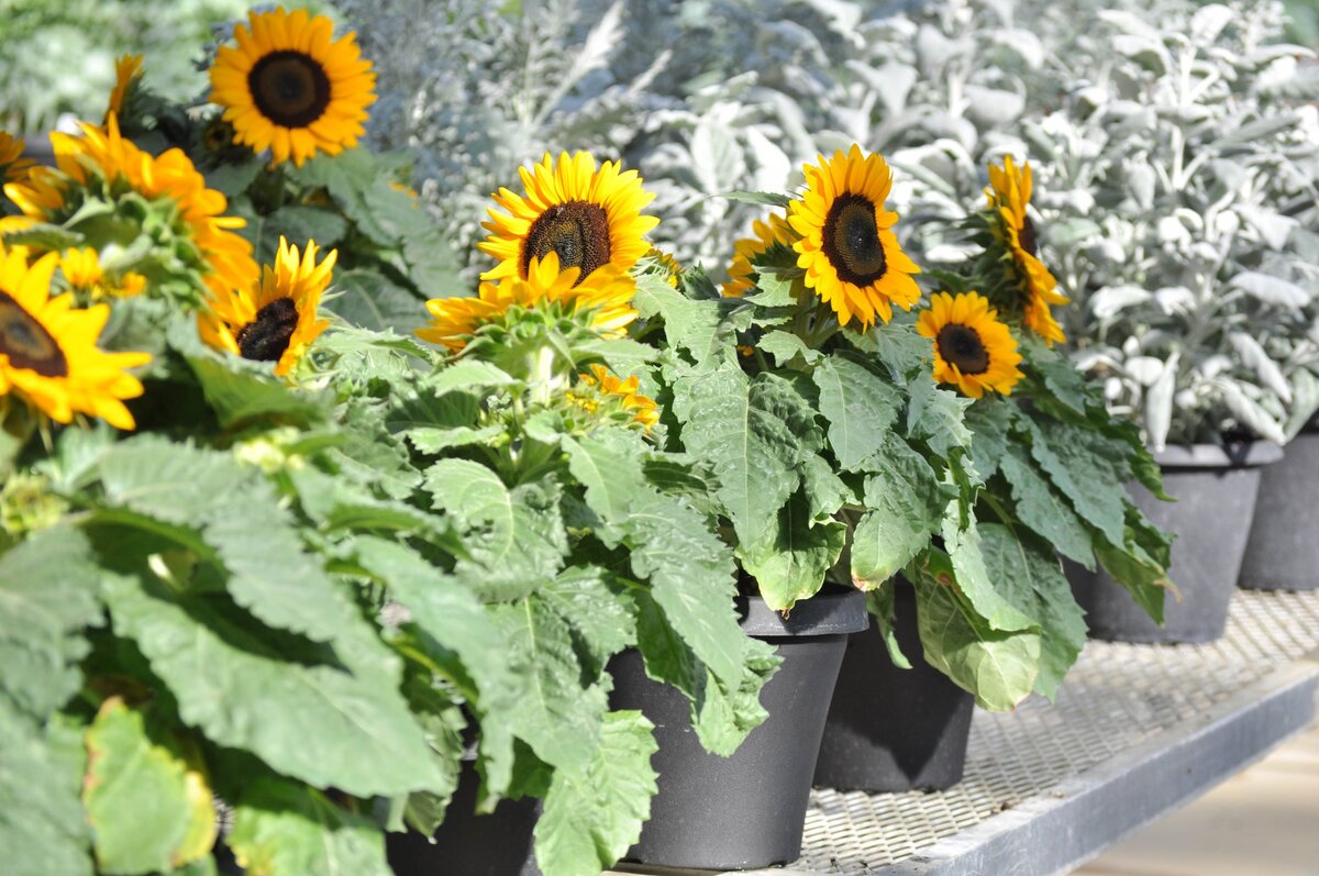 How Tall Do Dwarf Sunflowers Grow