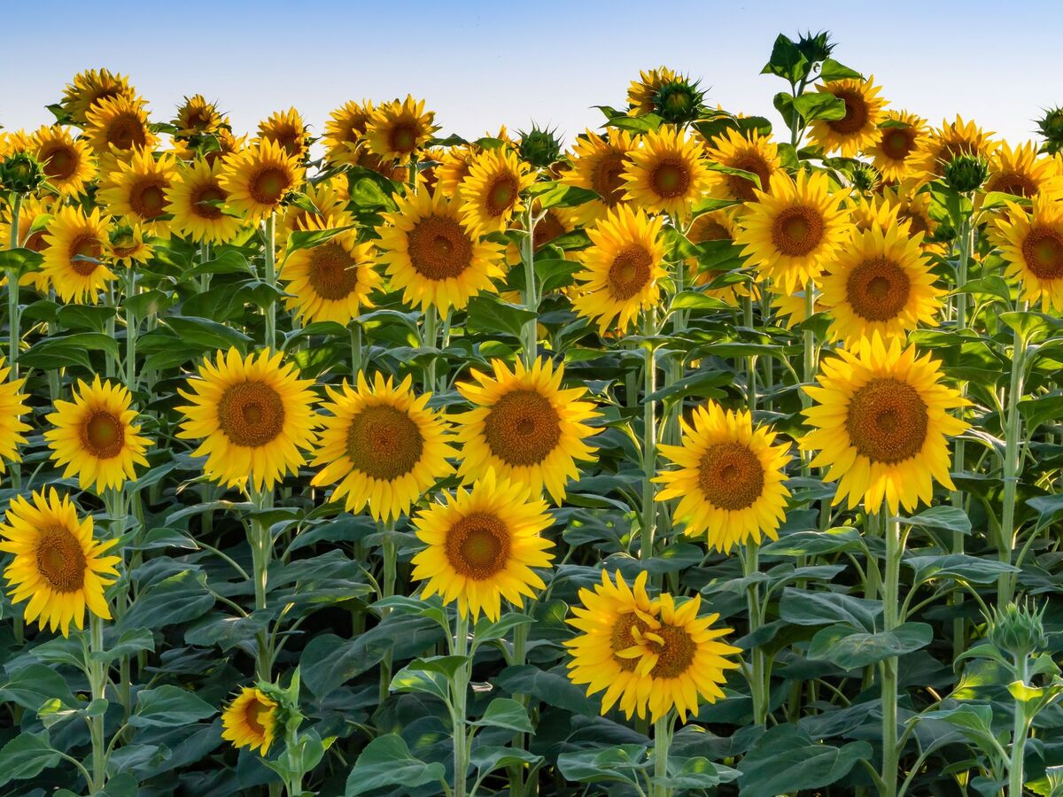 How Tall Do Sunflowers Grow