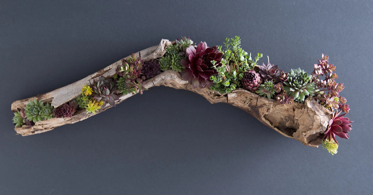 How To Attach Succulents To Driftwood