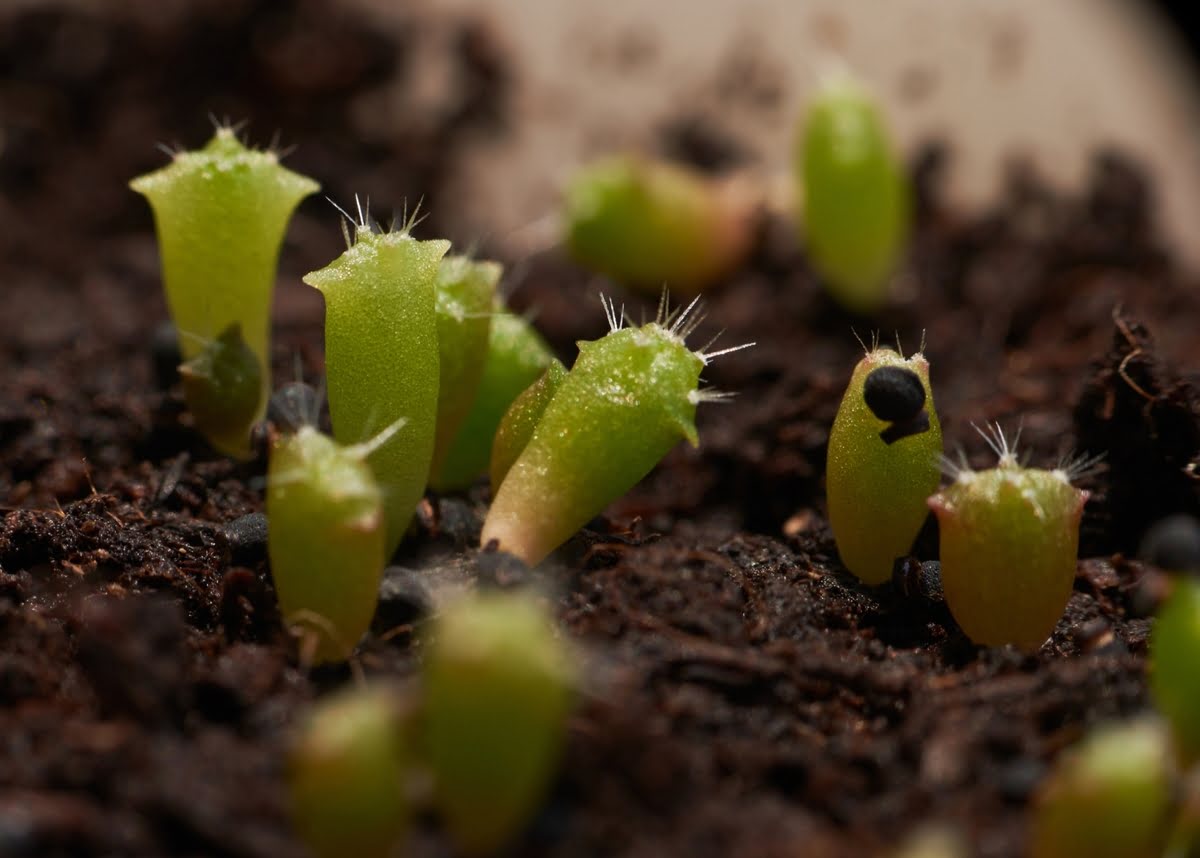 How To Care For Cactus Seedlings