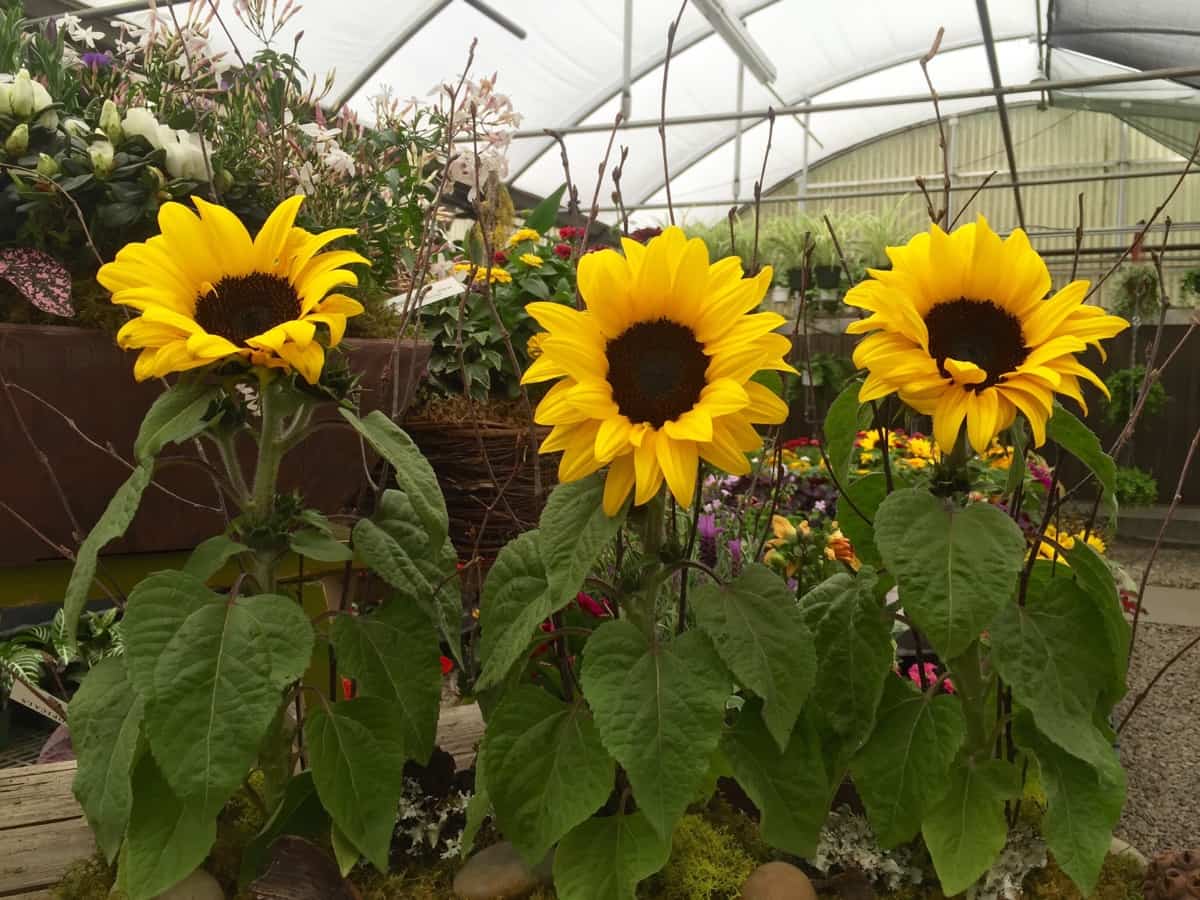 How To Care For Dwarf Sunflowers
