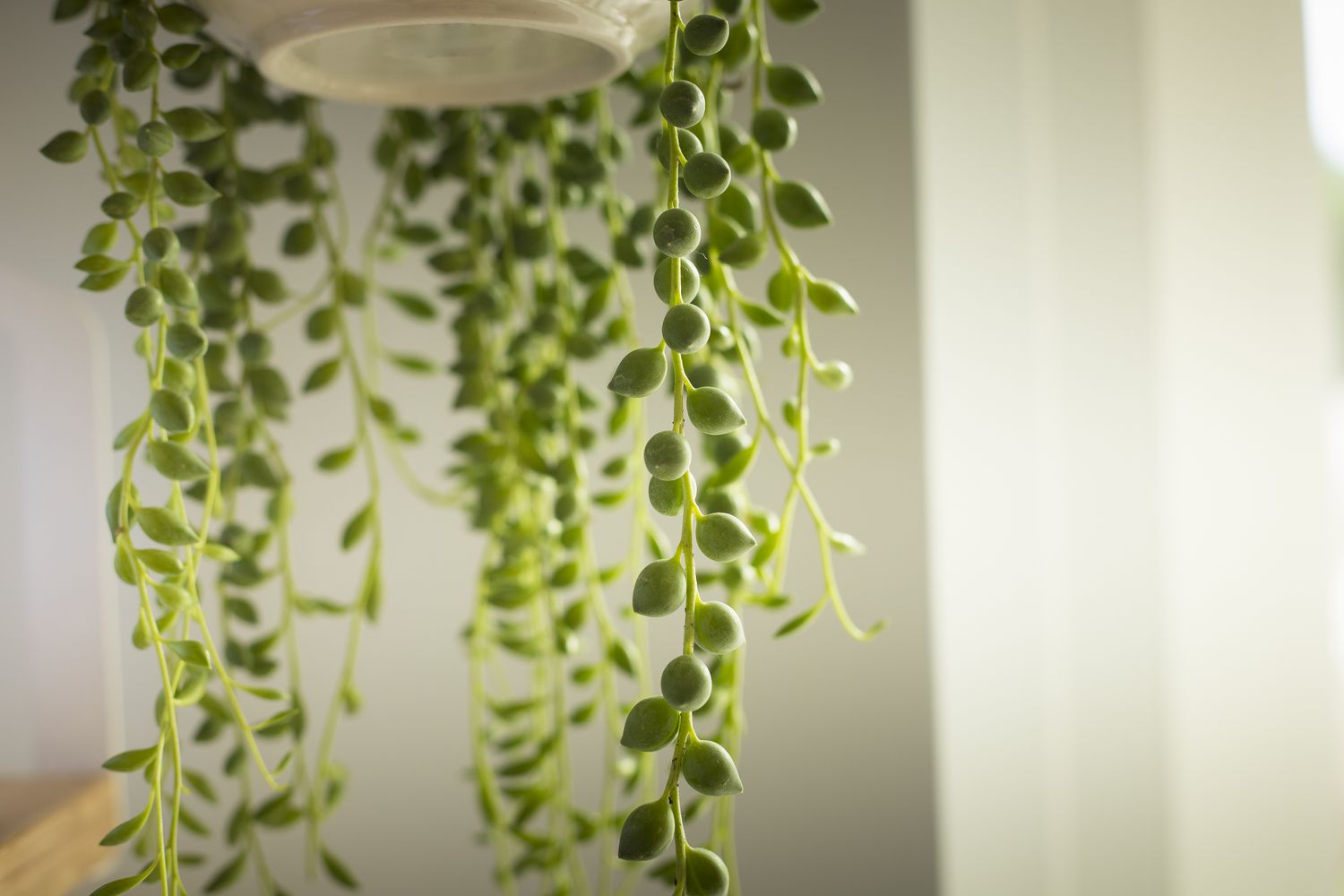 How To Care For Hanging Succulents