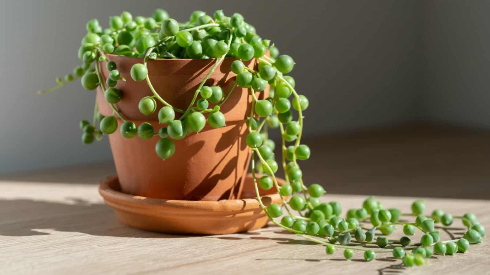 How To Care For Pearl Succulents