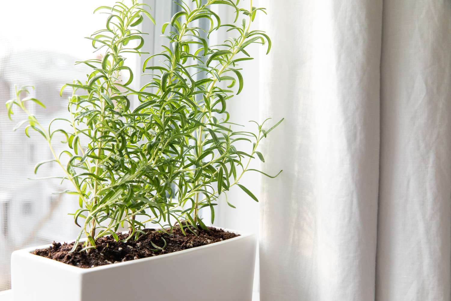 How To Care For Rosemary Plant Indoors