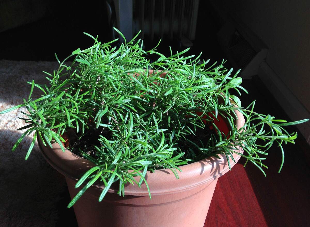 How To Care For Rosemary Plants In Pots
