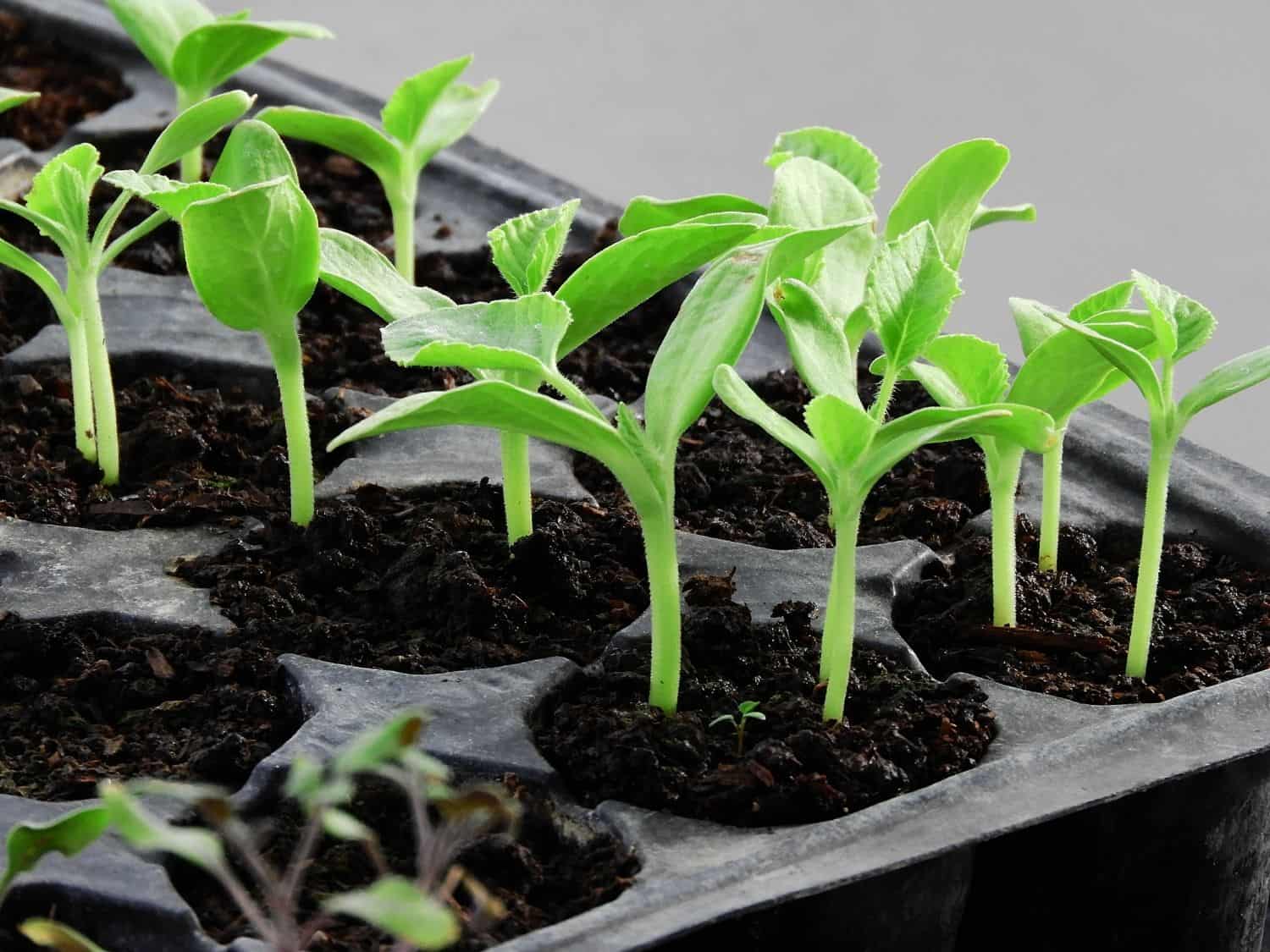 How To Care For Seedlings