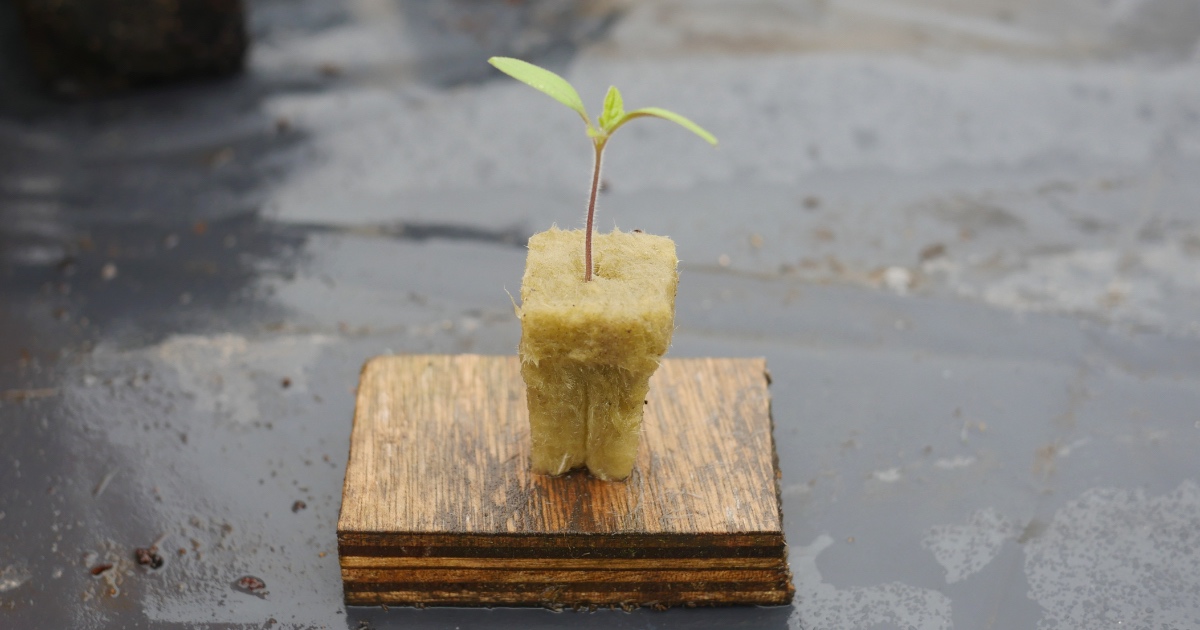 How To Care For Seedlings In Rockwool