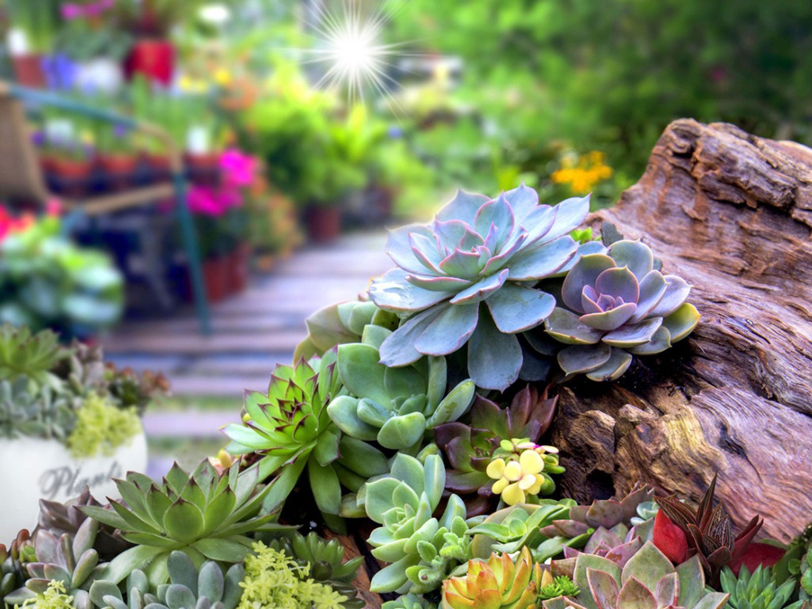 How To Care For Succulents Outdoors