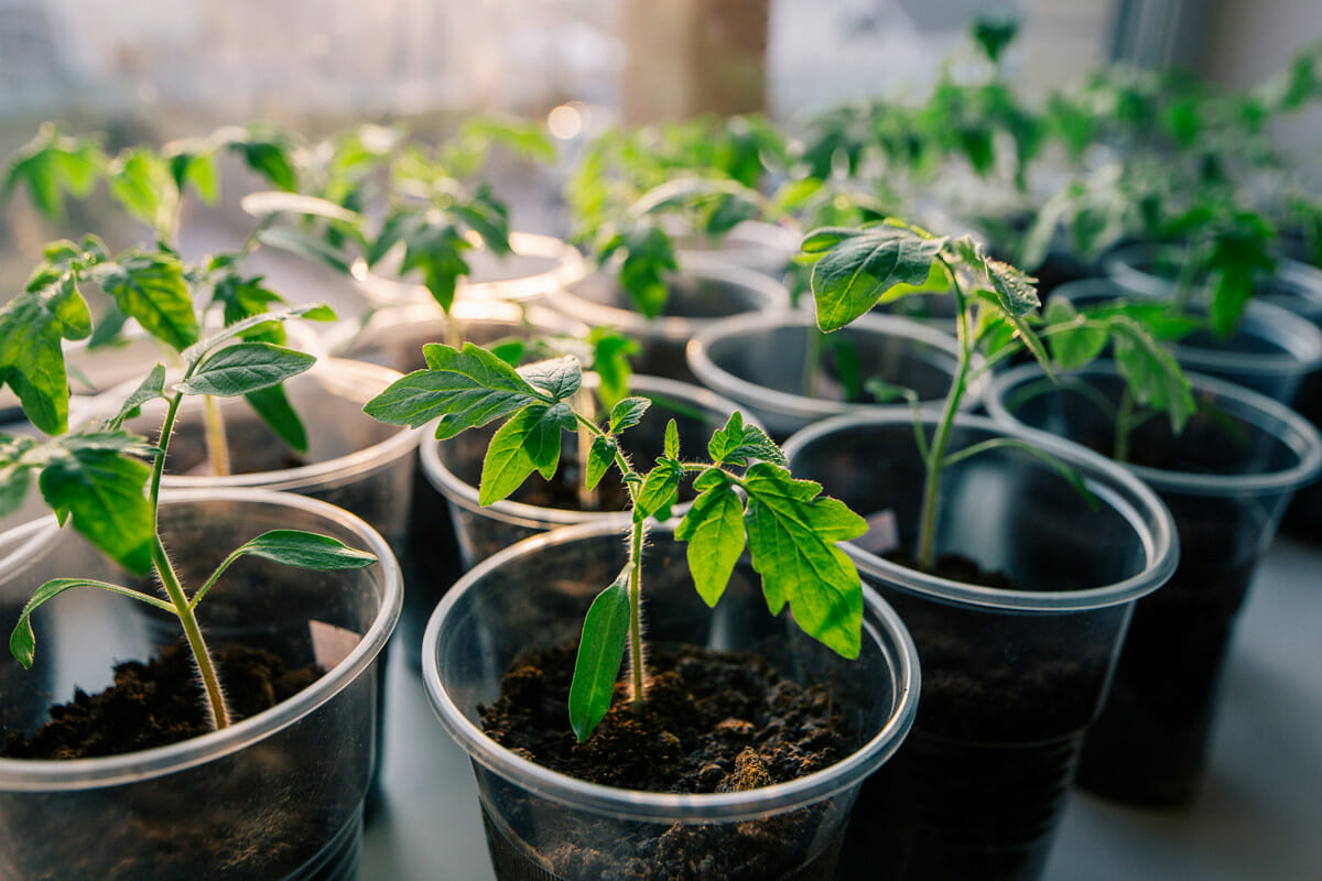 How To Care For Tomato Seedlings