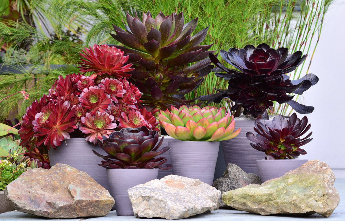 How To Cross Breed Succulents