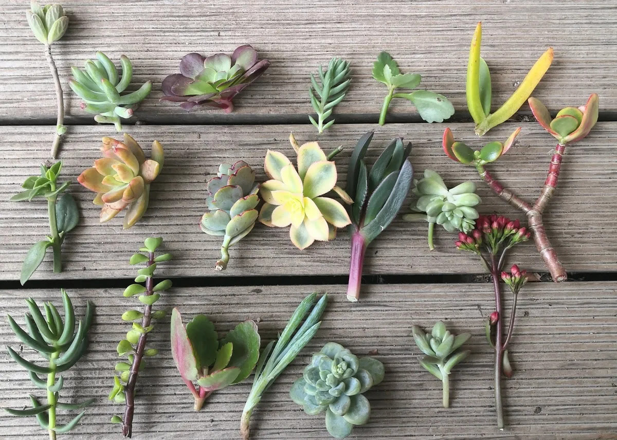 How To Dry Out Succulents