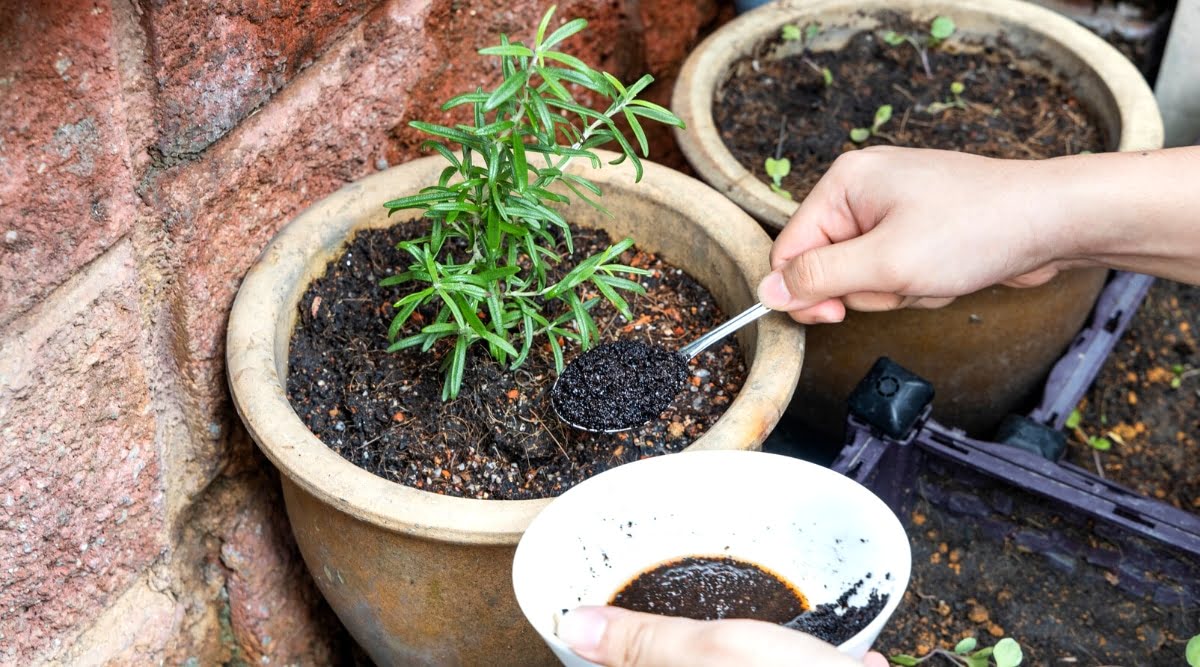 How To Fertilize A Rosemary Plant