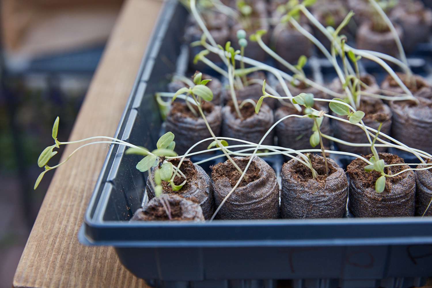 How To Fix Leggy Tomato Seedlings