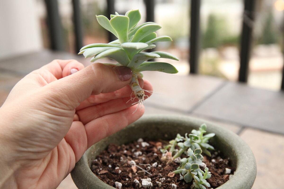 How To Fix Stretched Out Succulents