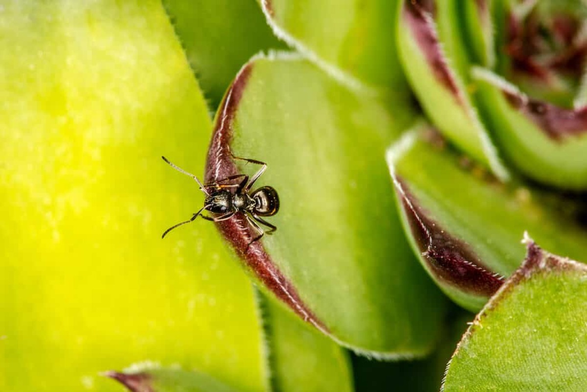 How To Get Rid Of Ants On Succulents