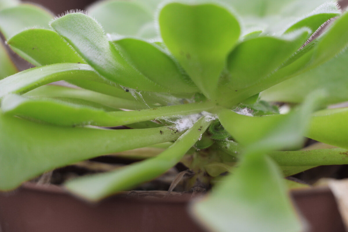 How To Get Rid Of Aphids On Succulents