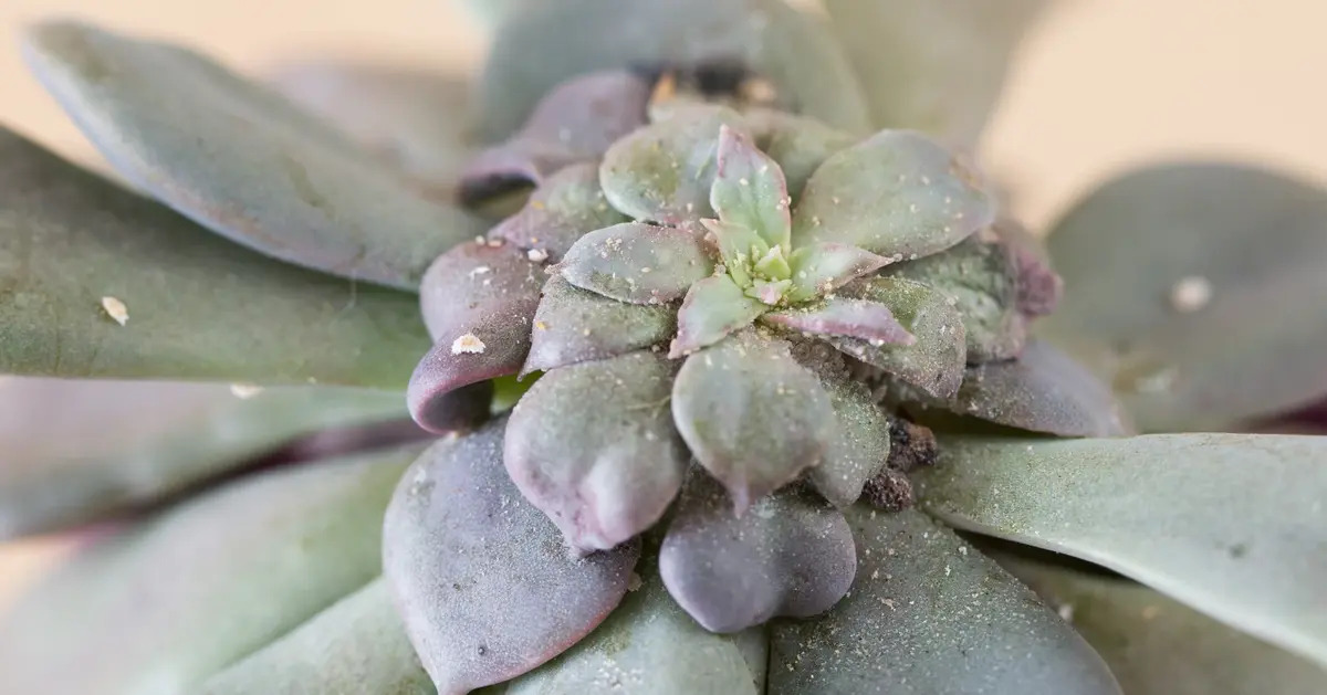 How To Get Rid Of Bugs In Succulents