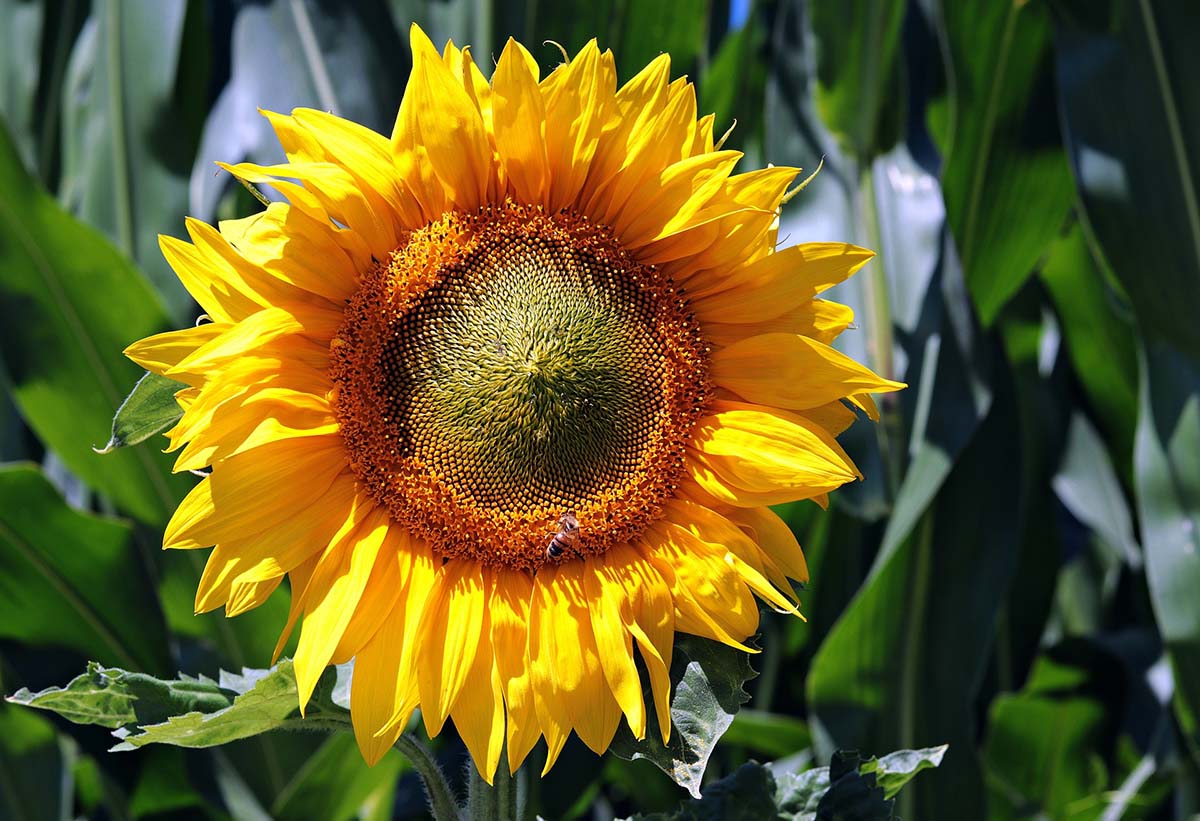 How To Get Rid Of Bugs On Sunflowers