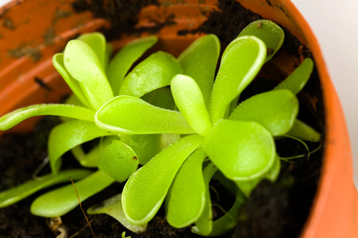 How To Get Rid Of Gnats In My Succulents