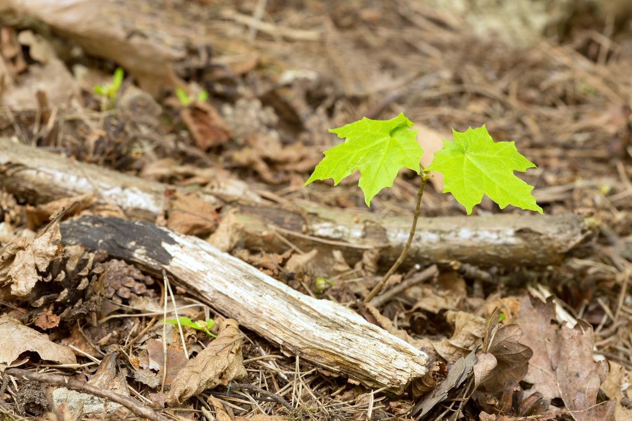How To Get Rid Of Maple Tree Seedlings In Lawn