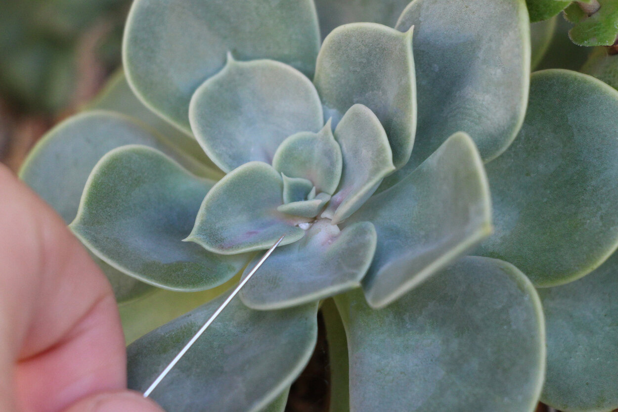 How To Get Rid Of Mealy Bugs On Succulents