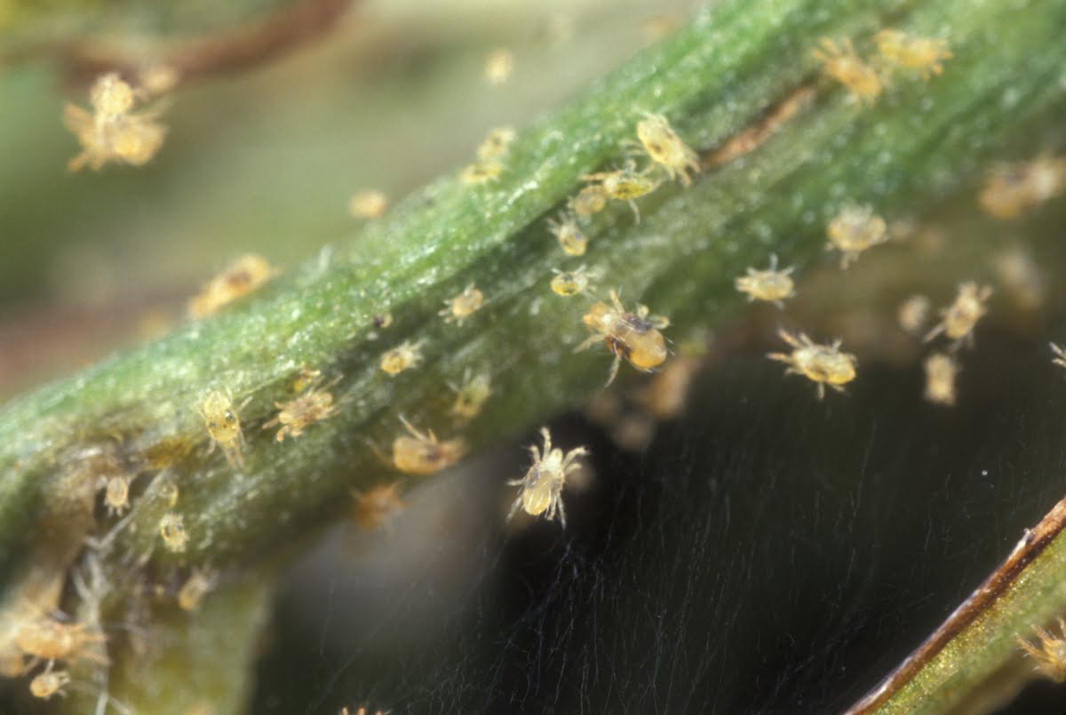 How To Get Rid Of Spider Mites On Succulents