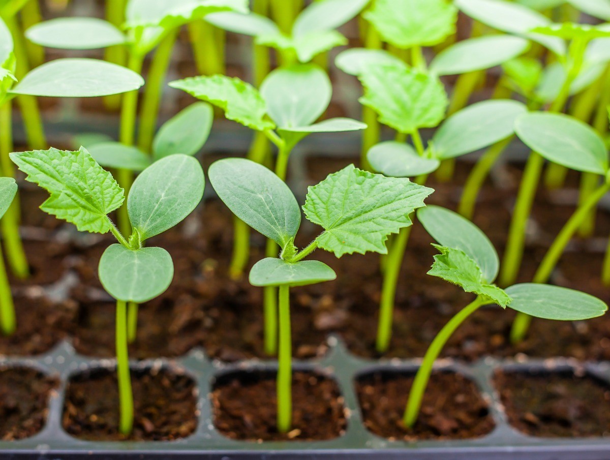 How To Get Seedlings To Grow Faster