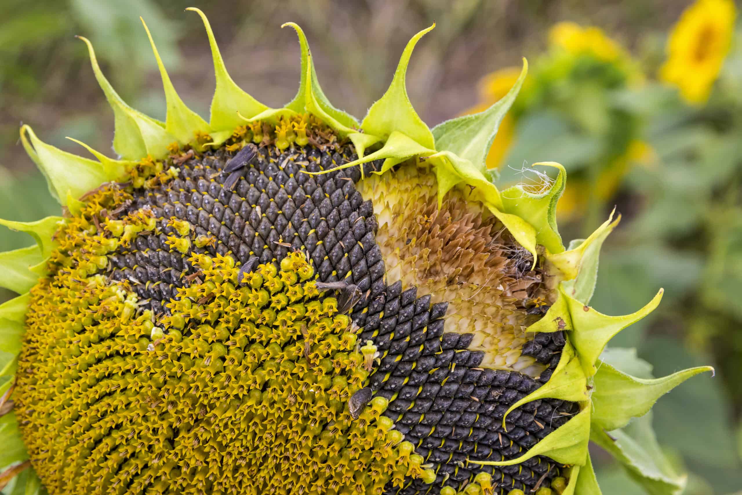 How To Get Sunflower Seeds Out Of Sunflowers