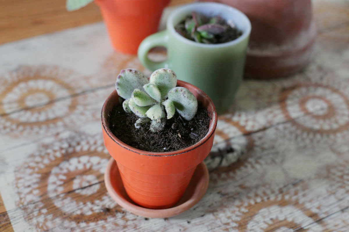 How To Grow Bear Paw Succulents