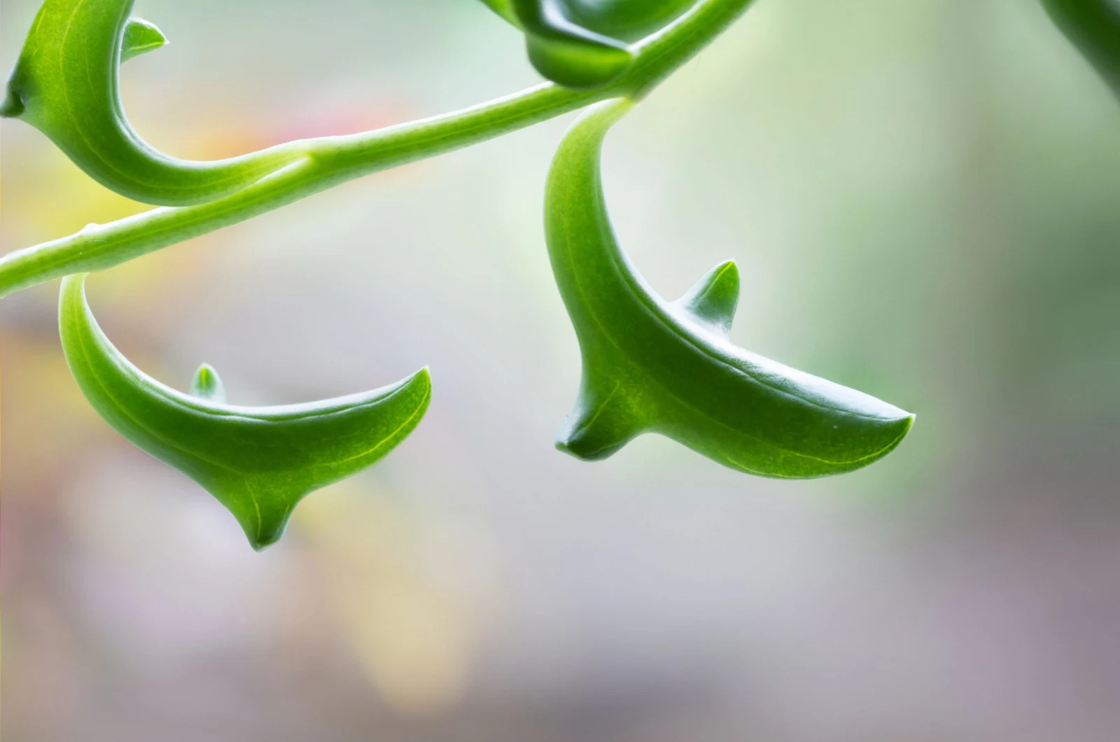 How To Grow Dolphin Succulents From Cuttings