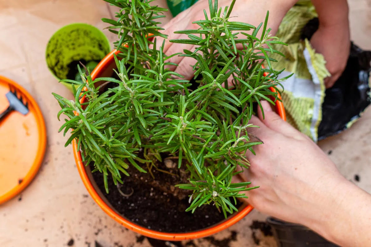 How To Grow Rosemary Bought From The Store