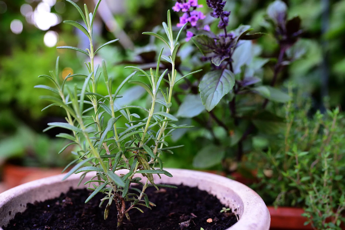 How To Grow Rosemary From Seed