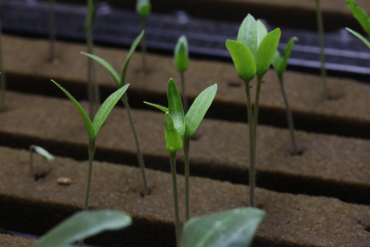 How To Grow Seedlings For Hydroponics