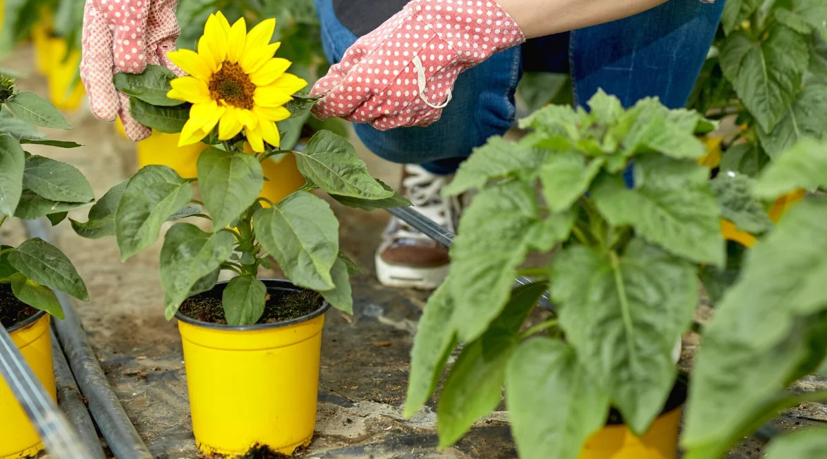 How To Grow Sunflowers In A Pot