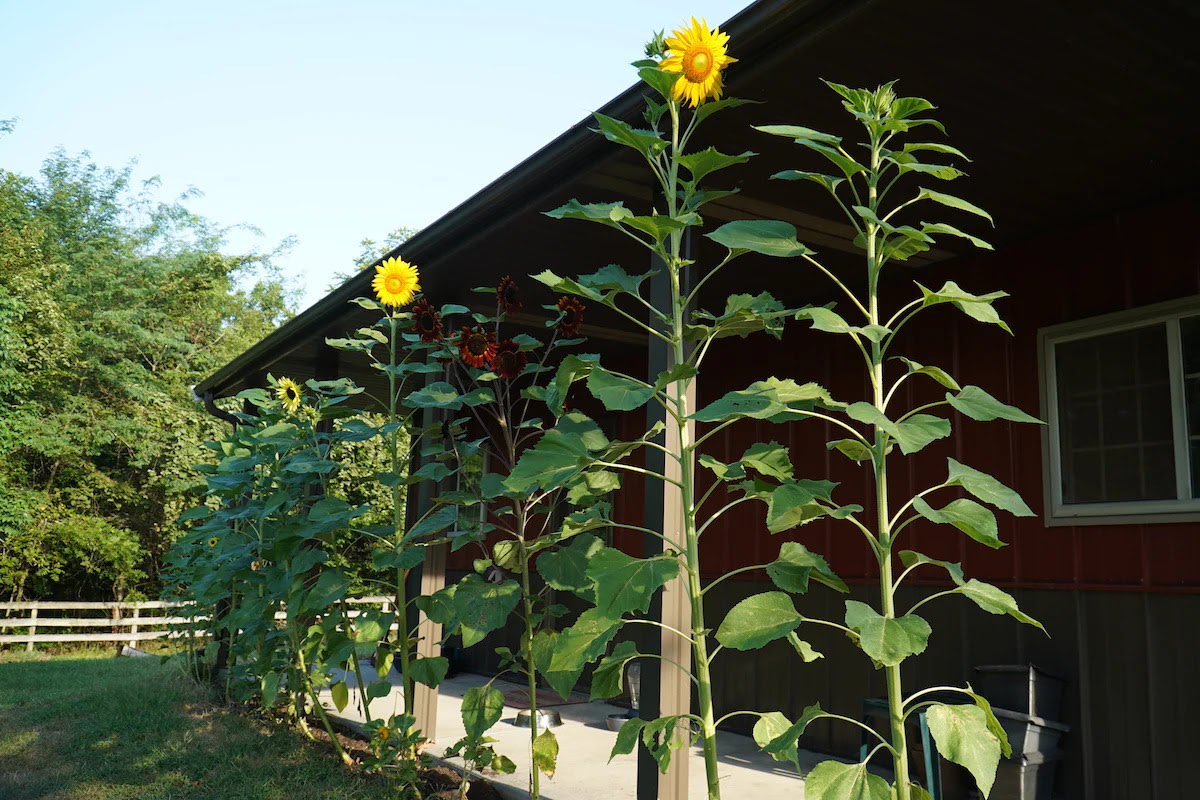 How To Grow Tall Sunflowers