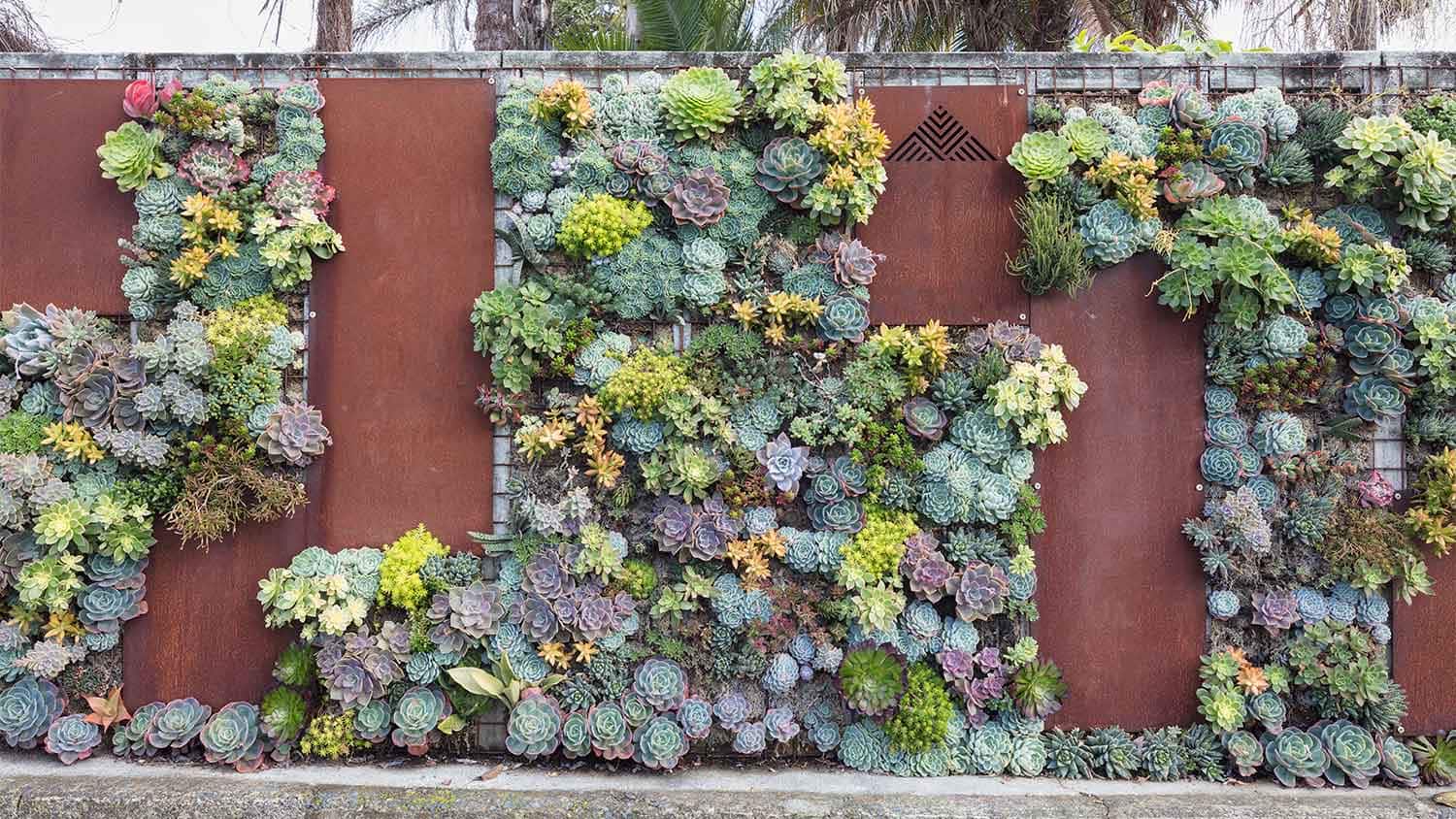 How To Hang Succulents On A Wall