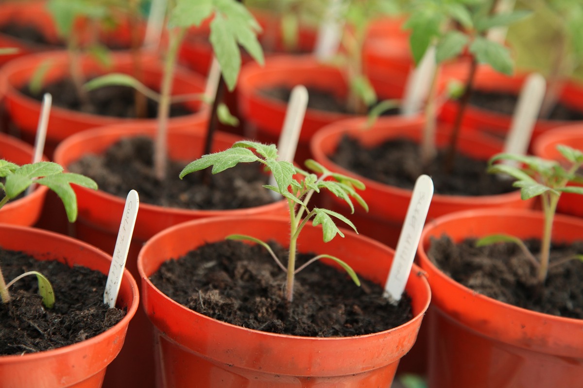 How To Harden Off Tomato Seedlings