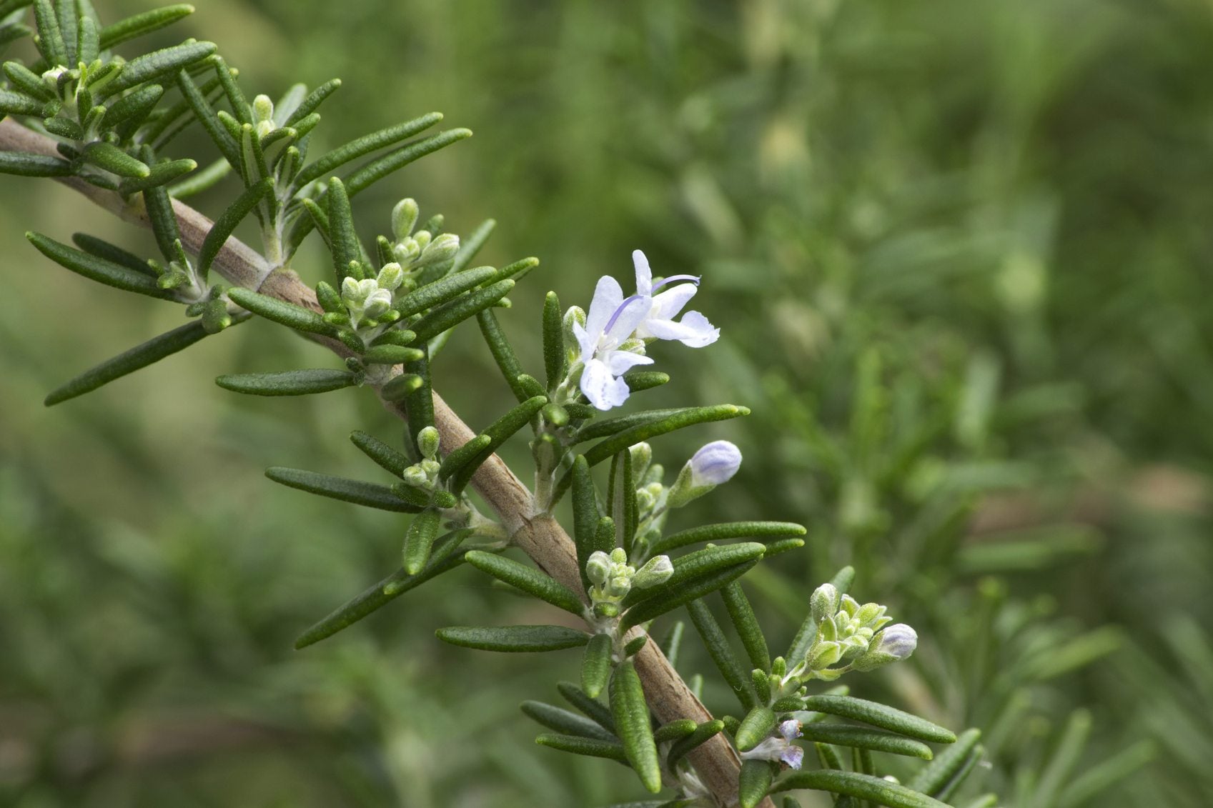 How To Identify Rosemary Plant