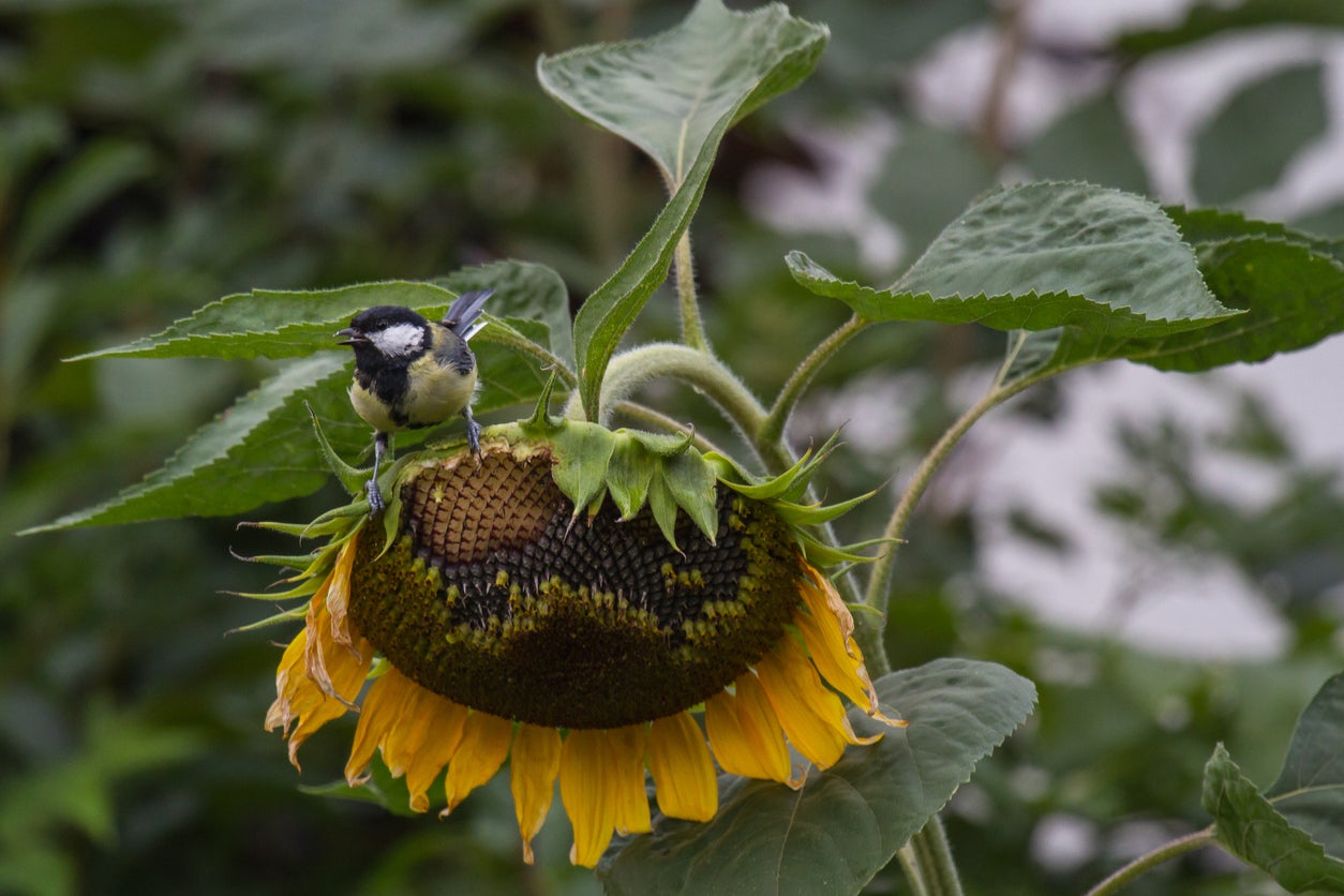 How To Keep Birds Off Sunflowers