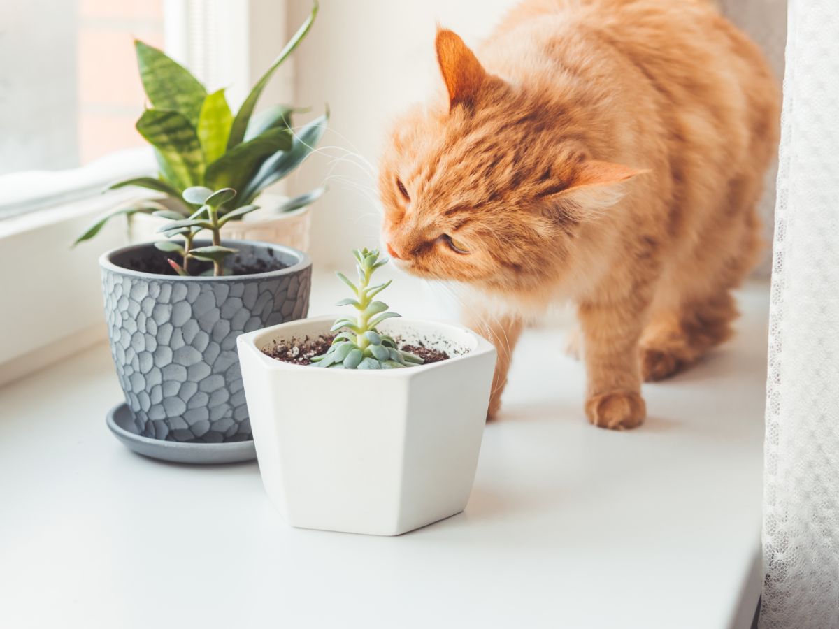 How To Keep Cats Away From Succulents | Chicago Land Gardening