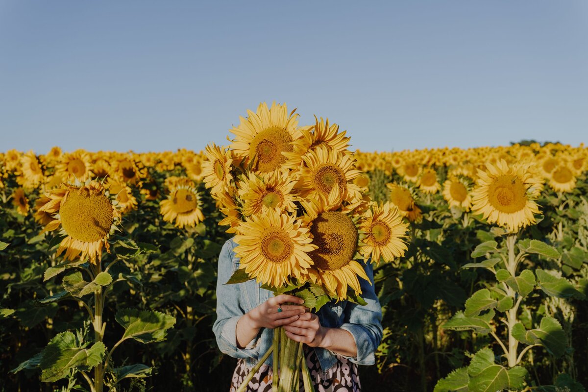 How To Keep Cut Sunflowers Fresh