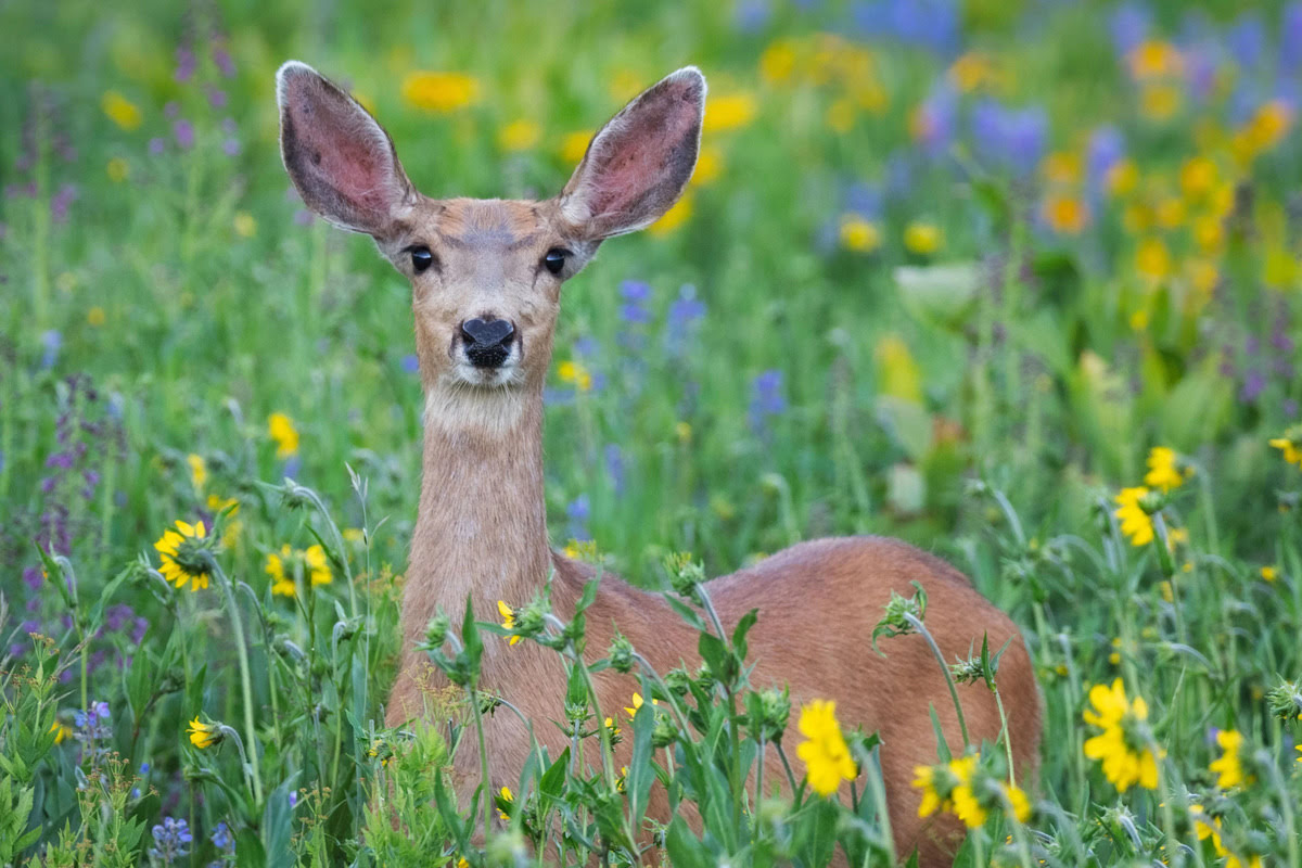 How To Keep Deer Out Of Sunflowers