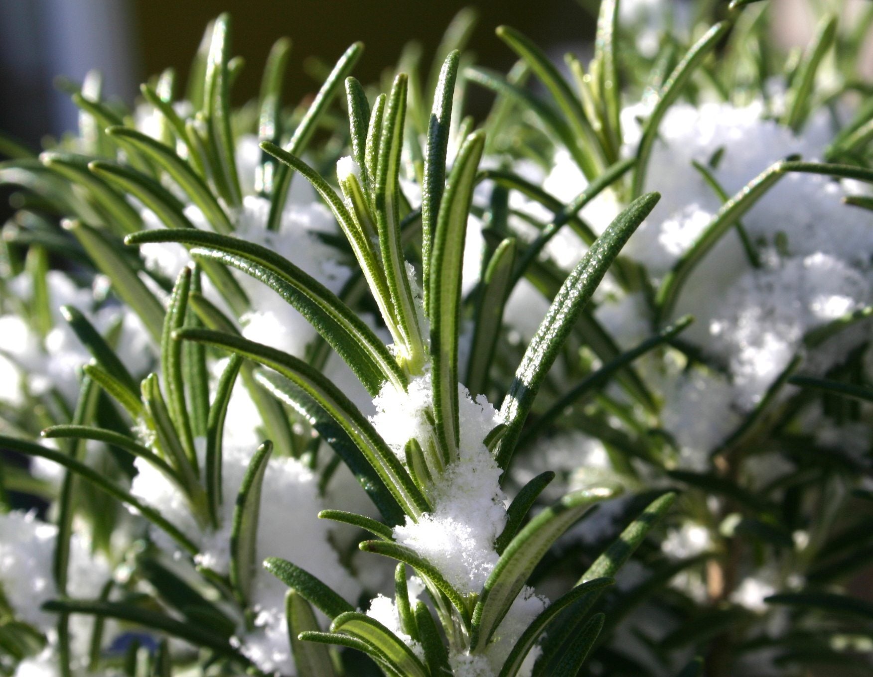 How To Keep Rosemary Over The Winter