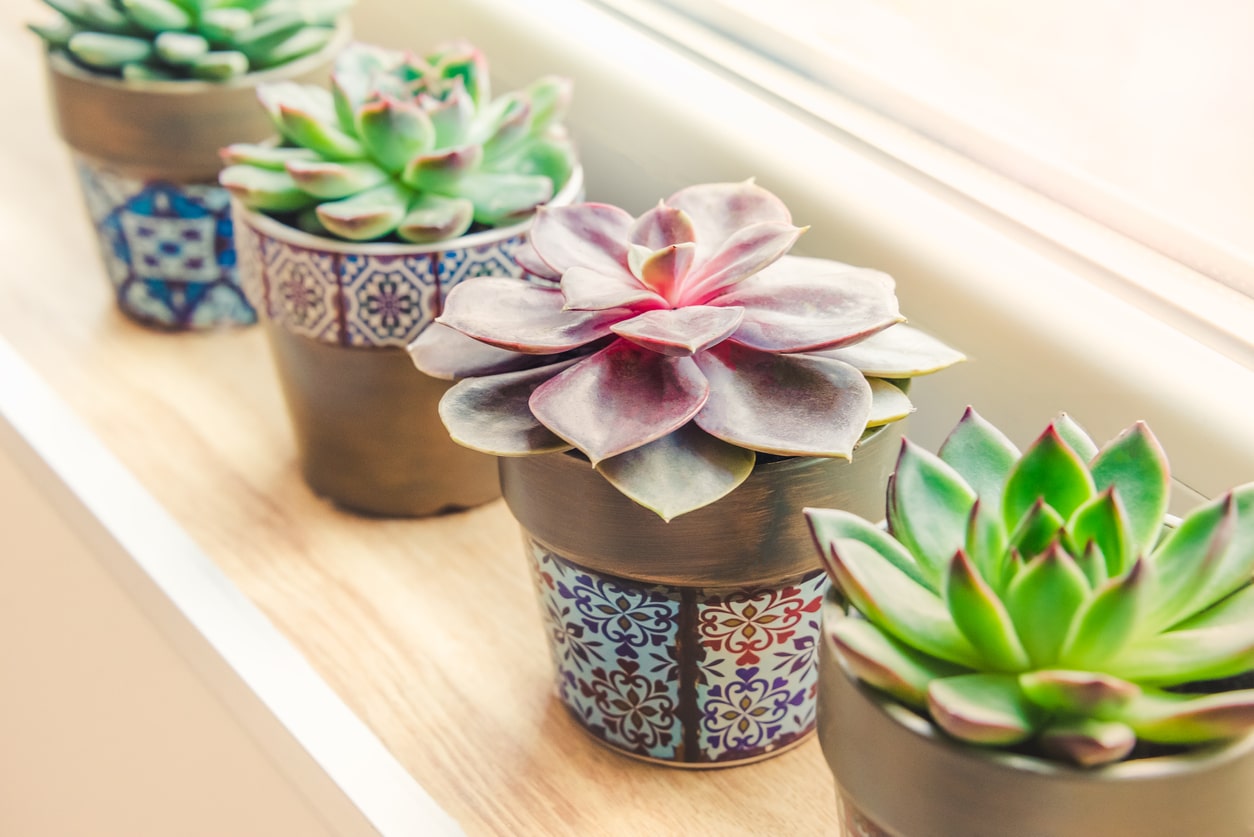 How To Keep Succulents Alive?