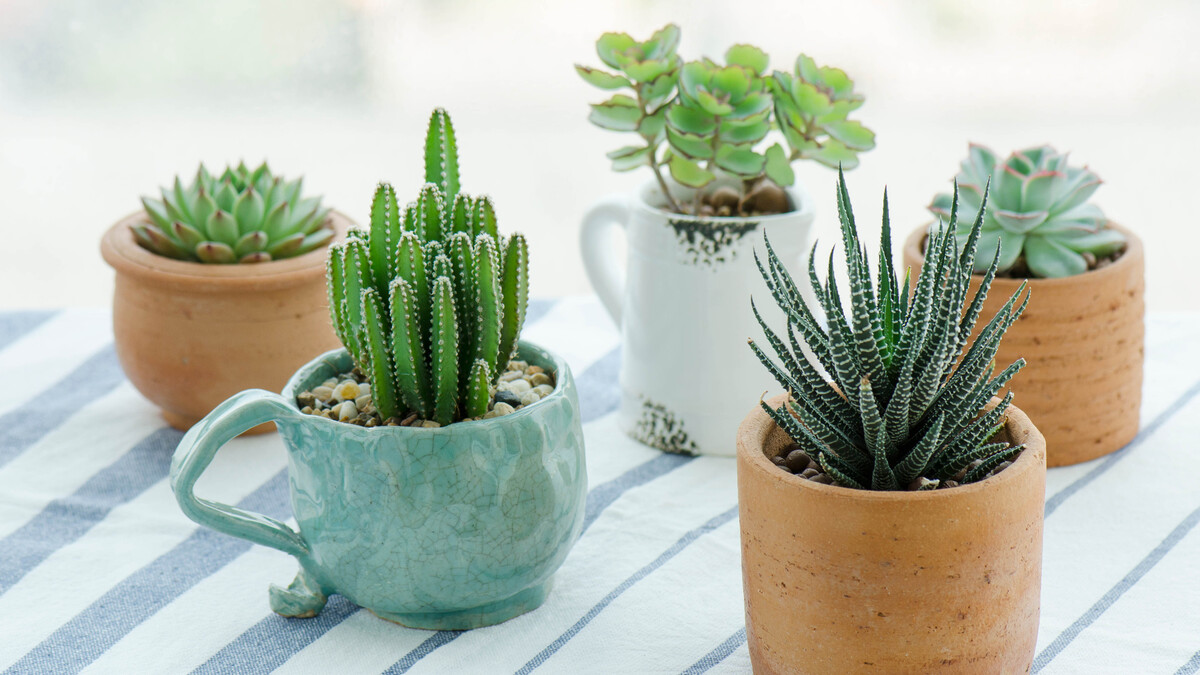 How To Maintain Succulents