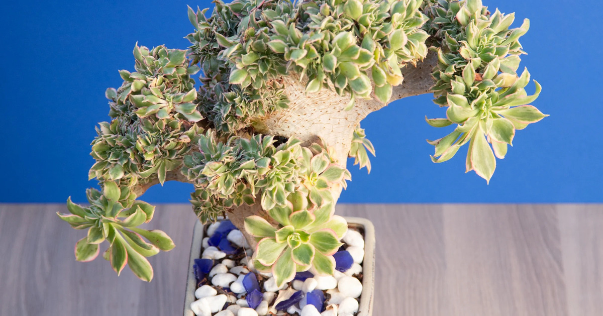 How To Make Crested Succulents