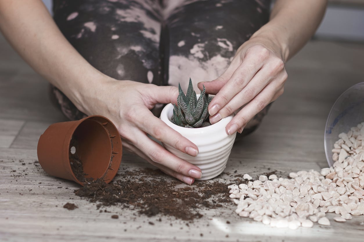 How To Make Soil Mix For Succulents