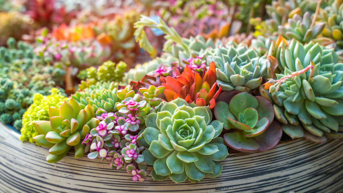 How To Make Succulents More Colorful