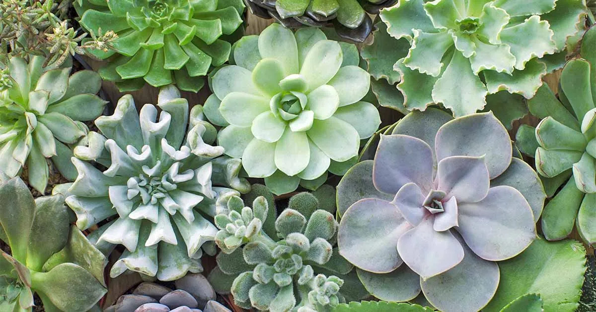 How To Make Your Succulents Grow Faster